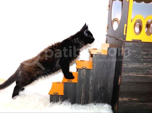 Safkan Secereli Maine Coon Oğlan görsel