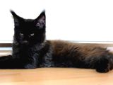 Safkan Secereli Maine Coon Oğlan