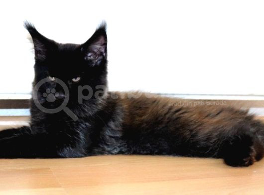 Safkan Secereli Maine Coon Oğlan görsel