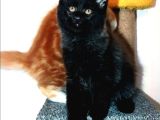 Safkan Secereli Maine Coon Oğlan