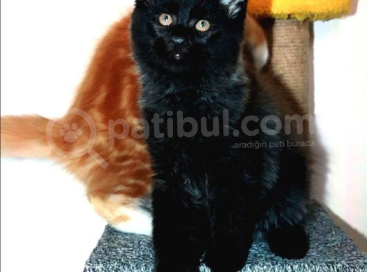 Safkan Secereli Maine Coon Oğlan görsel