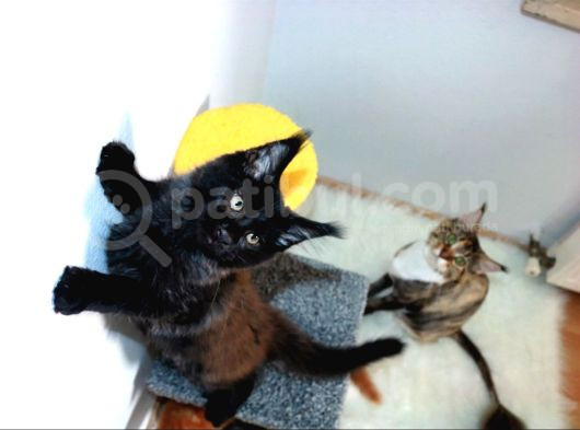 Safkan Secereli Maine Coon Oğlan görsel