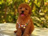 Red Braw Kıpkırmızı Ev Üretimi Tooy Poodle 
