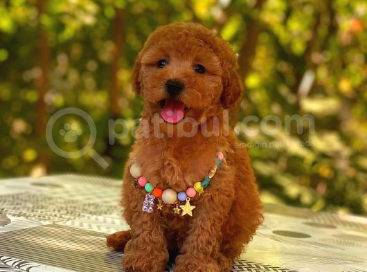 Red Braw Kıpkırmızı Ev Üretimi Tooy Poodle  görsel