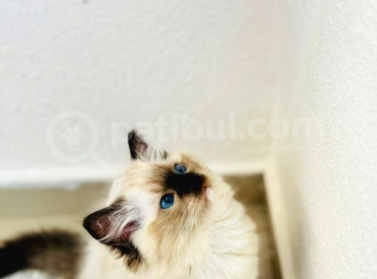 Yurtdışından Ragdoll Anne Ve Baba Şecereli Yavru Kedi görsel