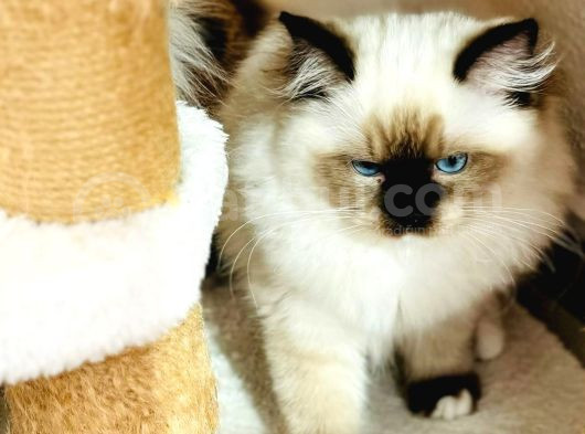 Yurtdışından Ragdoll Anne Ve Baba Şecereli Yavru Kedi görsel