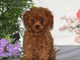 Kıpkırmızı Red Tooy Poodle Sevimli Yavrular 