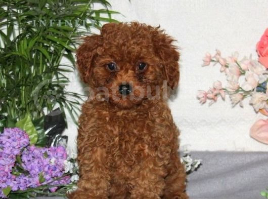 Kıpkırmızı Red Tooy Poodle Sevimli Yavrular  görsel