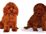 Kıpkırmızı Red tooy poodle sevimli yavrular 