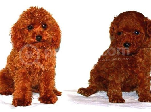 Kıpkırmızı Red Tooy Poodle Sevimli Yavrular 