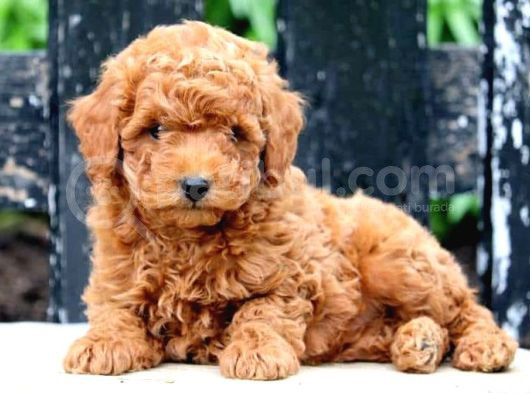 Maltipo Cinsi Yavrular Kahve Tonlu Mini Boy Puppy 