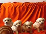 maltipoo yavrularımız çok uygundur