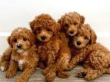 Maltipo Cinsi Yavrular Kahve Tonlu Mini Boy Puppy 