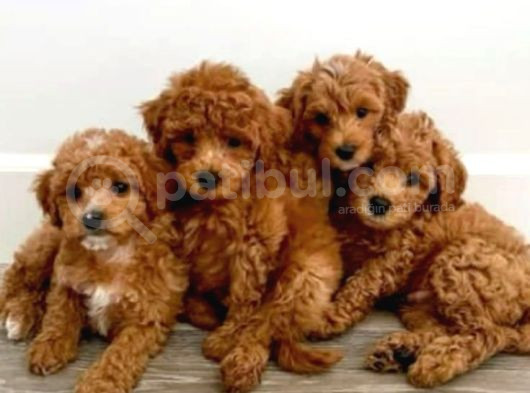 Maltipo Cinsi Yavrular Kahve Tonlu Mini Boy Puppy  görsel