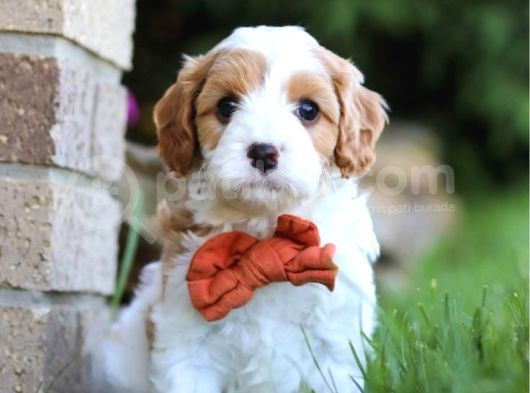 Maltesse Terrier Cinsi Mini Boy Puppy Kar Beyaz  görsel