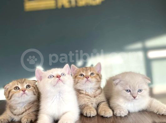 Show Kali̇te British Shorthair Yavrulari Magazamizda Görün görsel