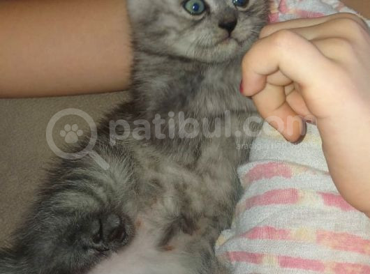 Saglik Garantili Scotish Fold Prensesimiz görsel