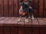Mavi Gözlü Erkek Blu Tan French Bulldog