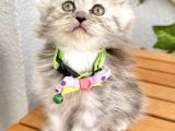 Dişi Silver Nadir Bulunan Pofuduk Kızımız