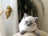Hemen Tesli̇m Bri̇ti̇sh Shorthai̇r Blue Poi̇nt Her İle Gönderi̇m