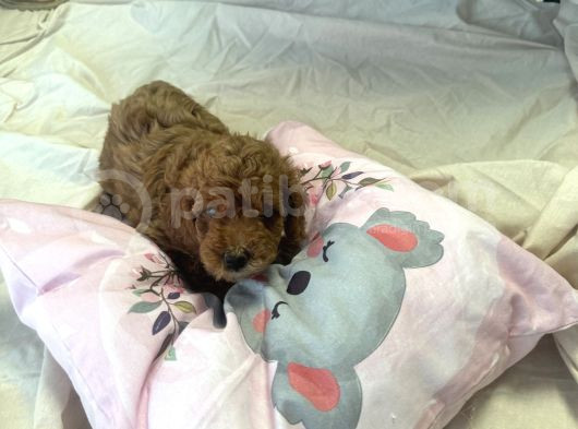 Poodle Dişi Yavrular görsel