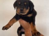 Irk garantili koca kafa rottweiler yavruları