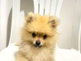 2 Aylık Pomeranian Boo