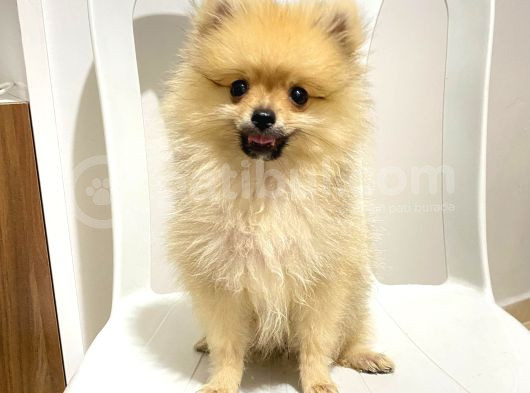 2 Aylık Pomeranian Boo görsel