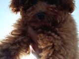 Toy Poodle