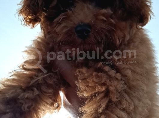 Toy Poodle görsel
