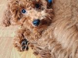 Toy Poodle