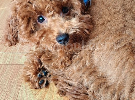 Toy Poodle görsel