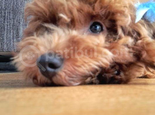 Toy Poodle