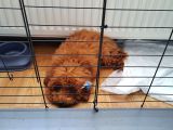 Toy Poodle