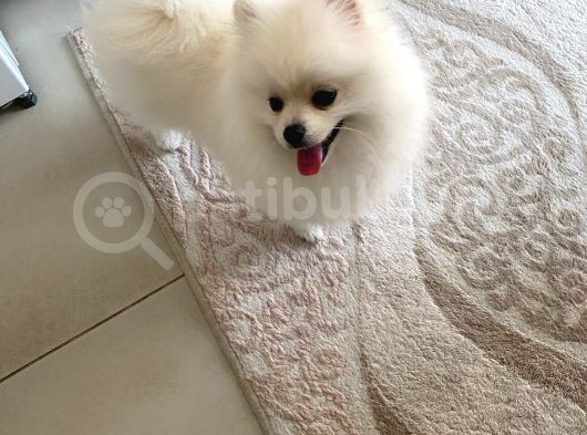 Ayi Surat Pomeri̇an Boo Aşilari Tam görsel