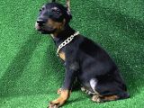 Doberman Bebekler Estetikli Veya Estetiksiz Yavrular