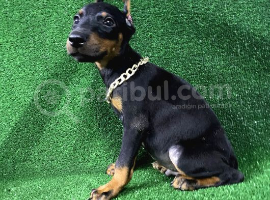 Doberman Bebekler Estetikli Veya Estetiksiz Yavrular görsel