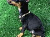 Doberman Bebekler Estetikli Veya Estetiksiz Yavrular