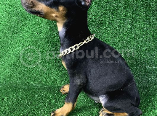 Doberman Bebekler Estetikli Veya Estetiksiz Yavrular görsel