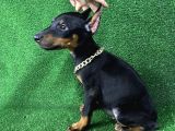 Doberman Bebekler Estetikli Veya Estetiksiz Yavrular