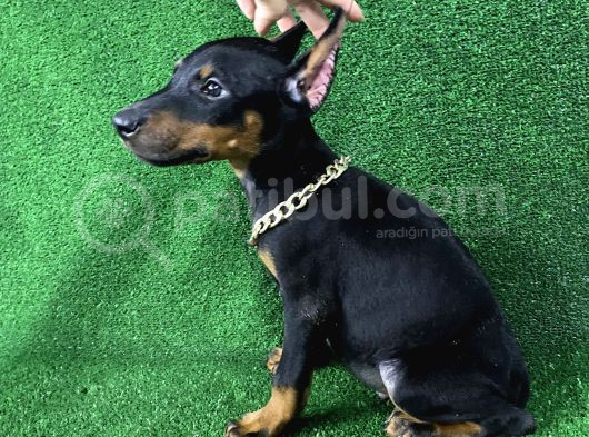 Doberman Bebekler Estetikli Veya Estetiksiz Yavrular