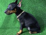 Doberman Bebekler Estetikli Veya Estetiksiz Yavrular