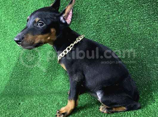Doberman Bebekler Estetikli Veya Estetiksiz Yavrular görsel