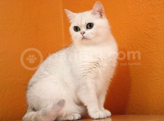 Bri̇ti̇sh Shorthai̇r