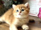 Orijinal British Shorthair Golden