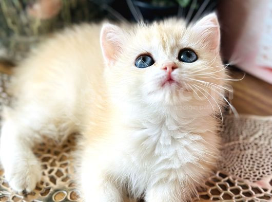 Orijinal British Shorthair Golden görsel