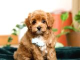Kahve tonlu mini boy puppy sevimli yavrular MALTİPO CİNSİ 
