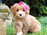 Maltipo Cinsi Yavrular Kahve Tonlu Mini Boy Puppy 
