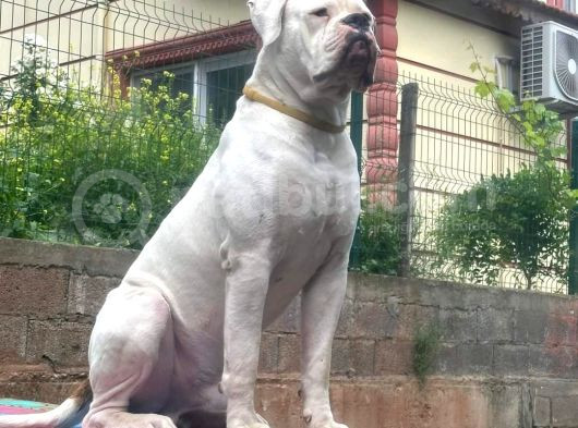 Güç Sevenlere Son Iki American Bulldog Yavrularımız görsel