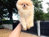 Teacup Gülen Surat Pomeranian Boo Yavrularımız